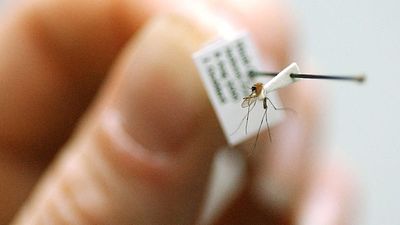 West Nile virus: spread rises again in Greece as authorities stay on alert