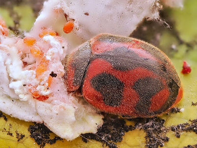 In 1888, USDA sent an entomologist to Australia to collect vedalia beetles for California’s cottony cushion scale; within a year, the pest had sharply declined