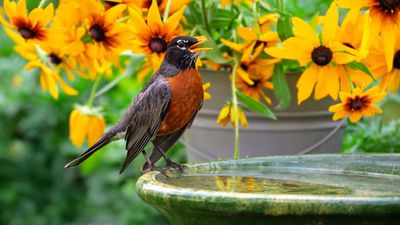 What to Do With Your Birdbath in August – Clean It Now for Healthier, Happier Birds