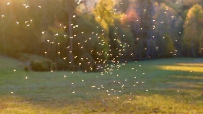 Europe’s mosquito problem is getting harder to control