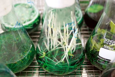Salmonella and Three E. Coli Strains Have Been Found in People Who Ate the Same Alfalfa Sprouts