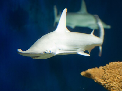 In 2021, scientists tested 20 bonnethead sharks at Florida State and found they use Earth’s magnetic field to navigate: Study suggests sharks may have a magnetic map
