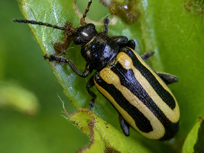 Since 1965, Florida has used the alligatorweed flea beetle to control invasive mats; once established, it can cause them to collapse within about 3 months