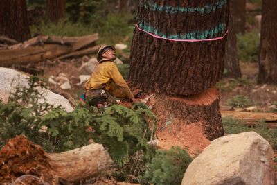 Trump Administration Moves to Rescind 25-Year-Old Ban on Building Roads Across 45 Million Acres of National Forest