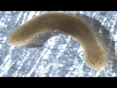 In 1990s, Samoa released a predatory flatworm as a weapon against giant African land snails. 49 years later, the predator has outlived its original target-control mission and threatens native snails instead