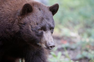 New Mexico man killed in rare fatal bear attack, only second in state in a century