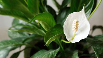 What to Do With Your Peace Lily in August for a Fuller, Healthier, Better Blooming Plant