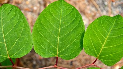Don’t be fooled by this tricky weed: It goes undetected in the heat