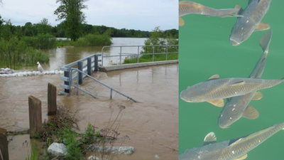 In 2003, Wisconsin poisoned every fish in a degraded lake, then sealed its bottom with alum: Phosphorus fell 85% and algae dropped 90%