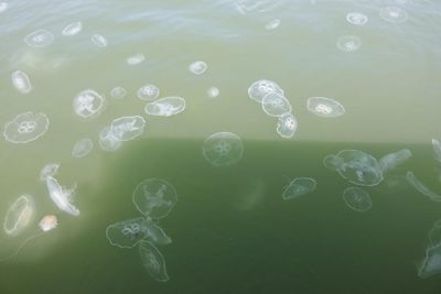 ‘It’s pretty much a guarantee you’ll get stung’: jellyfish keep swimmers off Delaware beaches