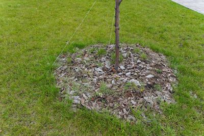 6 Ways to Protect Young Trees From String-Trimmer Damage