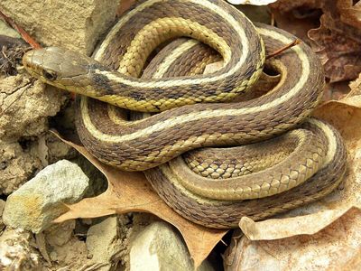 In 2024, eastern garter snakes passed a scent-based self-recognition test: 24 snakes investigated their own altered scent, suggesting self-recognition
