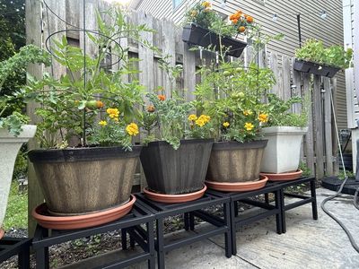 5 Edible Plants That Can Replace Empty Patio Annuals