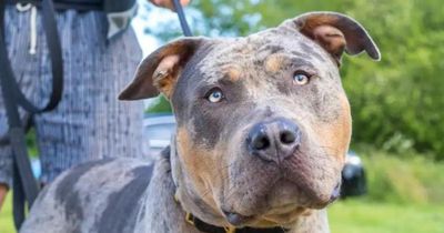 Scotland's first XL Bully sanctuary given green light by council