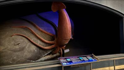 In 1997, scientists strapped cameras to sperm whales to find giant squid. 7 years later, researchers finally filmed the elusive monster alive