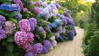 What Your Hydrangeas Need in August to Recover From the Heatwave and Bounce Back Before Fall