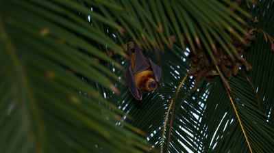 How Fruit Bats in Kerala Triggered India's 2018 Nipah Outbreak and What It Revealed About Zoonotic Spillover