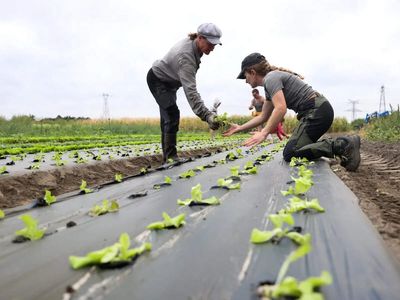 Why broccoli and lettuce are going the way of onion and tomato in Europe