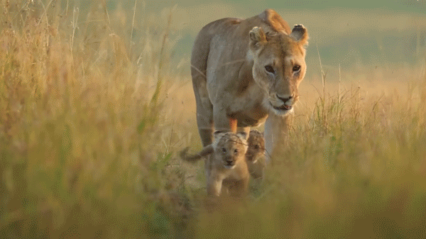 These National Geographic filmmakers spent four years following the journey of a single lion cub – I can’t wait to watch!