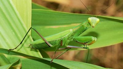 Record numbers of climate crisis insects: what to do if you spot a praying mantis