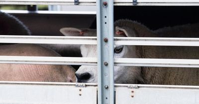 Rise in confirmed bluetongue cases in Scotland as control zone introduced
