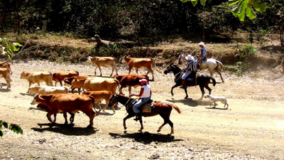 In 1993, ecologist Diane Firestone bought a worn-out Costa Rica cattle ranch; decades later, it held 20% primary forest and 69% secondary forest