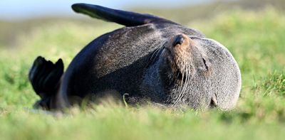 First bird flu death in an Australian mainland mammal is a grim milestone. We know how bad this can get