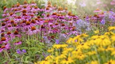 Plant These 7 Self-Seeding, Native Flowers Once and Let Nature Do the Rest – They'll Feed Pollinators for Years