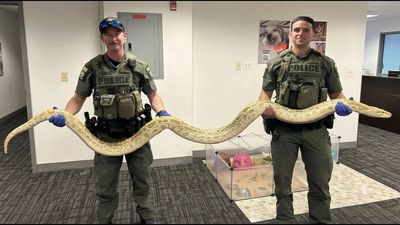 Massive Burmese python seized at Coney Island after man showed illegal pet snake to crowd