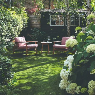 5 garden plants experts say you can bring back from the dead if they’ve gone brown and crispy this summer