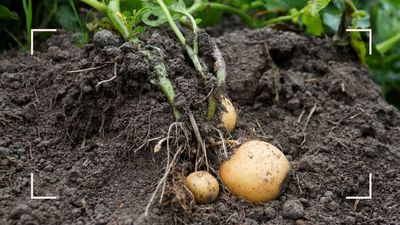 Double your potato harvest this season with this genius expert-approved gardening trick