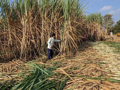 Sugar production hit by Red Rot disease, El Nino; govt taking measures: Pralhad Joshi