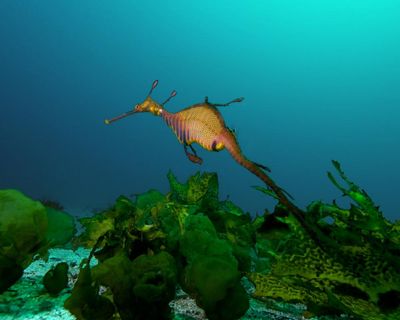 Australia’s marine parks protect ‘places no one goes’ rather than fragile waters near the mainland, scientists say