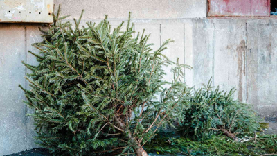 In 2021, Alabama students began placing discarded Christmas trees along Gulf Coast dunes to trap sand; each year about 200 students now add roughly 3,000 native plants around them