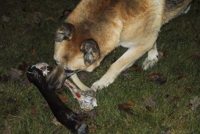 Fromm and Oma's Pride Dog Food Recalled: Check These Lot Codes After 3 Dog Illness Reports