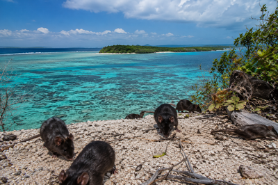 In 2022, black rats reached a Great Barrier Reef island; four years later Australia declared it rat-free after an intensive eradication mission