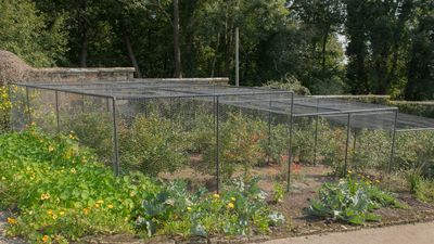 Sick of Birds Stealing Your Homegrown Fruit? This Amazon Crop Cage Creates a Barrier to Preserve Your Harvests