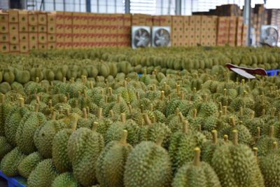 Chinese durian lovers rejoice as new rail routes bring supply surge and lower prices