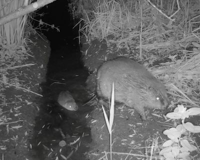 Wild beaver kits born in Norfolk for first time in more than 500 years