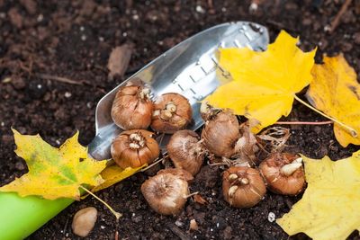 Should you plant spring bulbs now? Experts issue warning after hot summer
