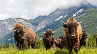 American bison had been hunted to extinction in Mexico; 160 years later the country introduced 47 bison in 2025 and the ecosystem is slowly restoring itself