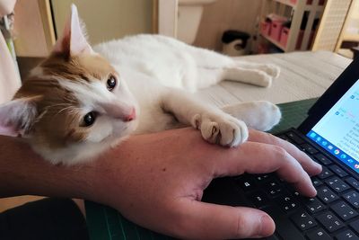 Top 5 mobile apps for cat lovers