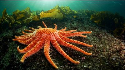 Washington releases 20 lab-raised sunflower sea stars into the Salish Sea to restore the endangered species and damaged kelp forests