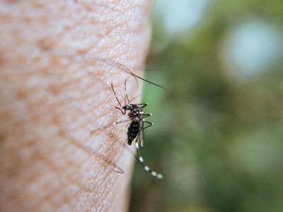 Tampa Bay Has Ten Locally Acquired Dengue Cases as Pinellas Records Its First Local Transmission in Fifteen Years