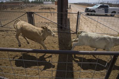 Arizona Livestock Port Reopens to Mexican Cattle Today Days After Sonora Confirms Its First Screwworm Case