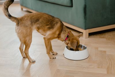 Fromm Recalls Nearly 5,800 Cases of Canned Dog Food Following Complaints of Metal in the Product