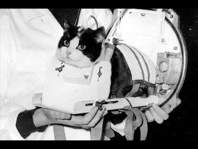In 1963, France sent a stray cat 154 km into space; Félicette survived the flight, was euthanized for research, and honoured with a bronze statue