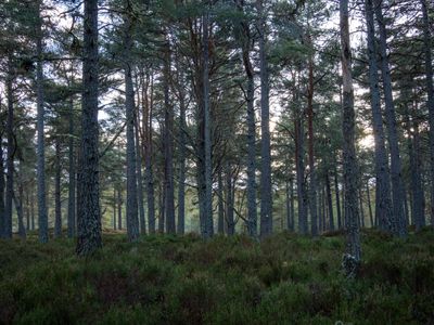 In 2003, a businessman bought a 23,000-acre estate to restore it; now it's home to a million trees and red squirrels