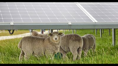 Texas turned 68,000 acres of solar farms into sheep pastures to control weeds; the state now accounts for more than half of U.S. solar grazing