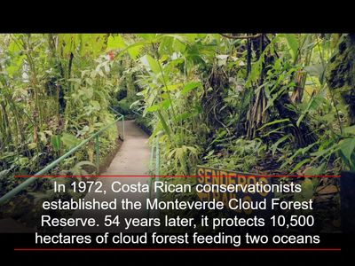 In 1972, Costa Rican conservationists established the Monteverde Cloud Forest Reserve. 54 years later, it protects 10,500 hectares of cloud forest feeding two oceans